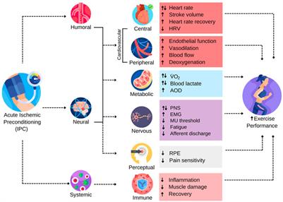 Potential physiological responses contributing to the ergogenic effects of acute ischemic preconditioning during exercise: A narrative review